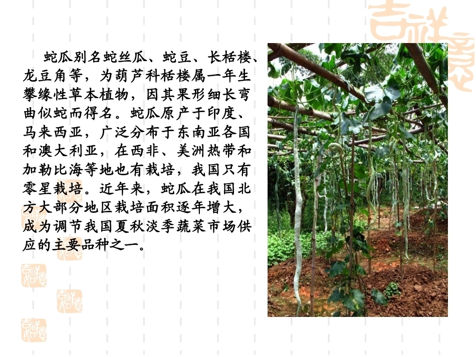 特种经济作物栽培技术微课版（第2版）：蛇丝瓜栽培技术PPT教学课件.ppt_第2页