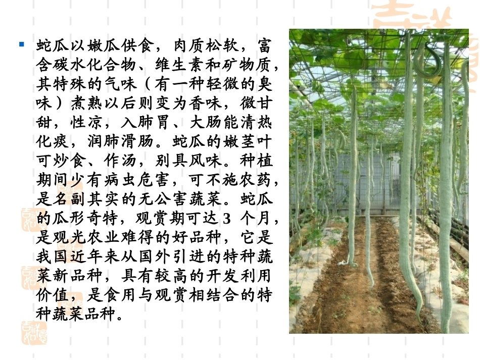 特种经济作物栽培技术微课版（第2版）：蛇丝瓜栽培技术PPT教学课件.ppt_第3页