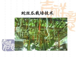 特种经济作物栽培技术微课版（第2版）：蛇丝瓜栽培技术PPT教学课件.ppt