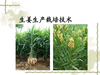 特种经济作物栽培技术微课版（第2版）：生姜栽培技术PPT教学课件.ppt