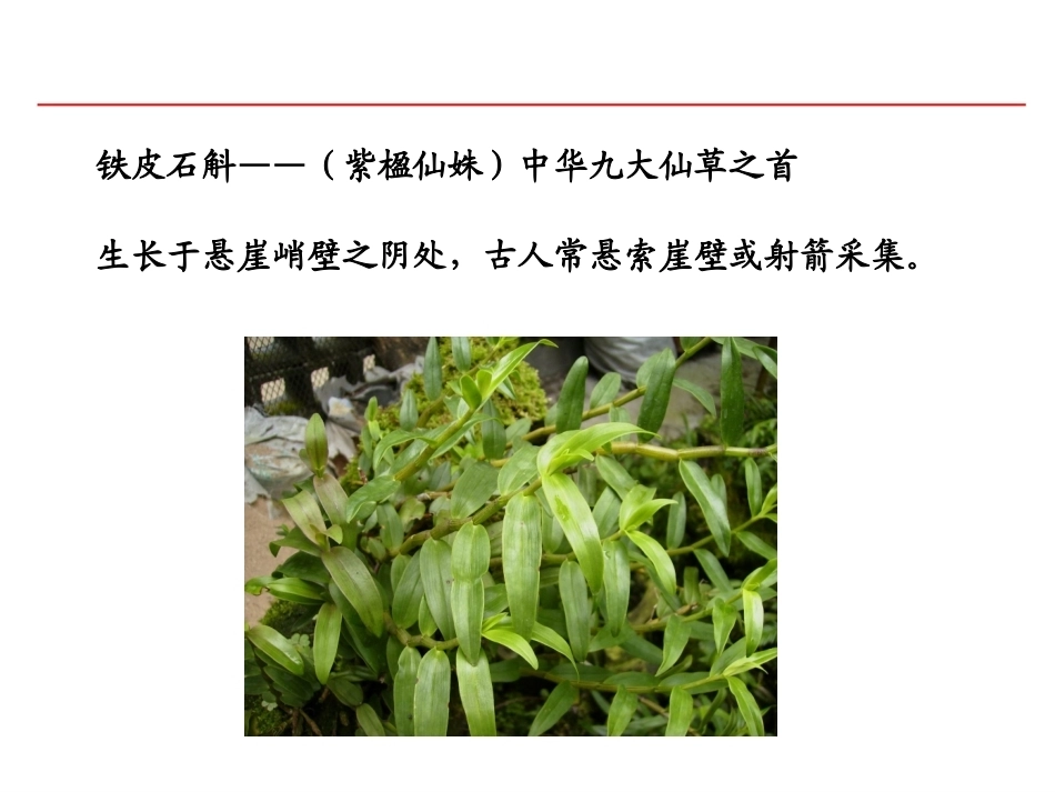 特种经济作物栽培技术微课版（第2版）：石斛栽培技术PPT教学课件.pptx_第3页
