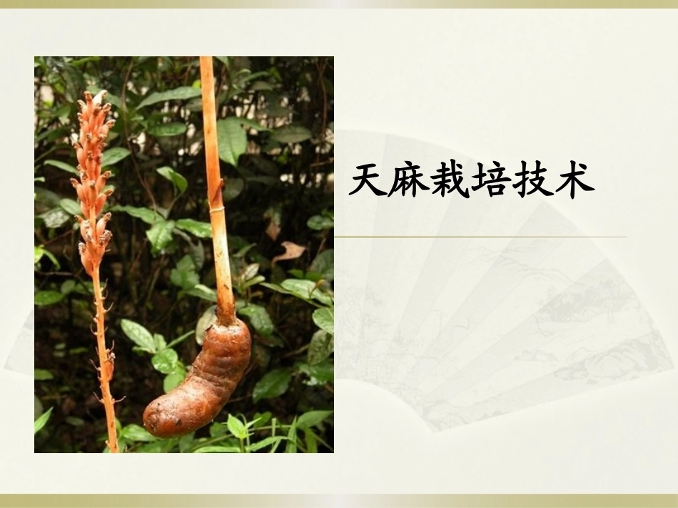 特种经济作物栽培技术微课版（第2版）：天麻栽培技术PPT教学课件.pptx_第1页