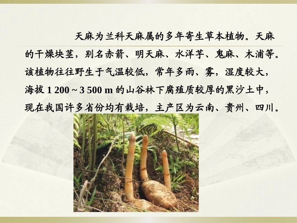 特种经济作物栽培技术微课版（第2版）：天麻栽培技术PPT教学课件.pptx_第2页