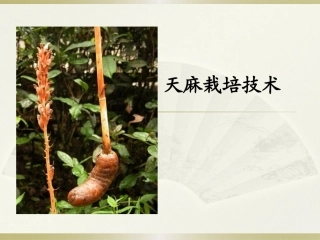 特种经济作物栽培技术微课版（第2版）：天麻栽培技术PPT教学课件.pptx