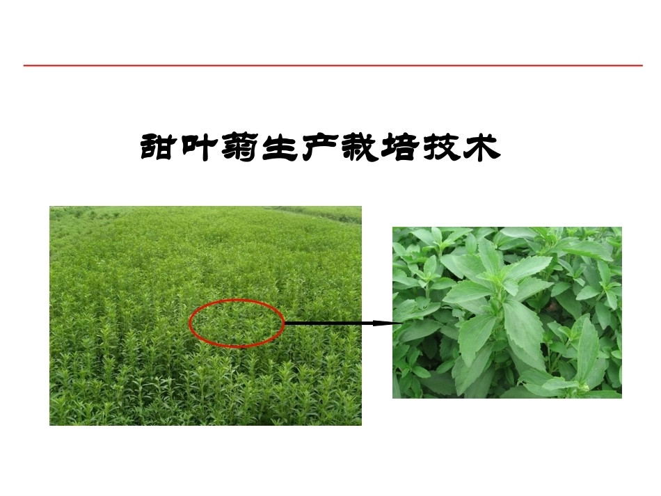 特种经济作物栽培技术微课版（第2版）：甜叶菊栽培技术PPT教学课件.ppt_第1页