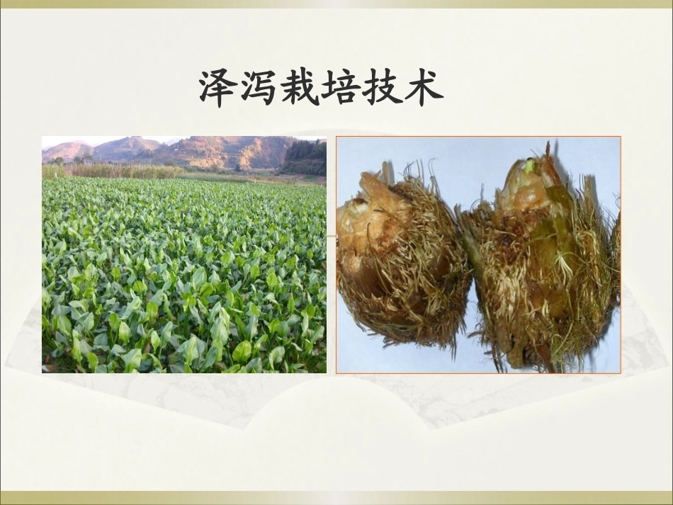 特种经济作物栽培技术微课版（第2版）：泽泻栽培技术PPT教学课件.pptx_第1页