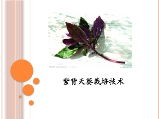 特种经济作物栽培技术微课版（第2版）：紫背天葵栽培技术PPT教学课件.pptx