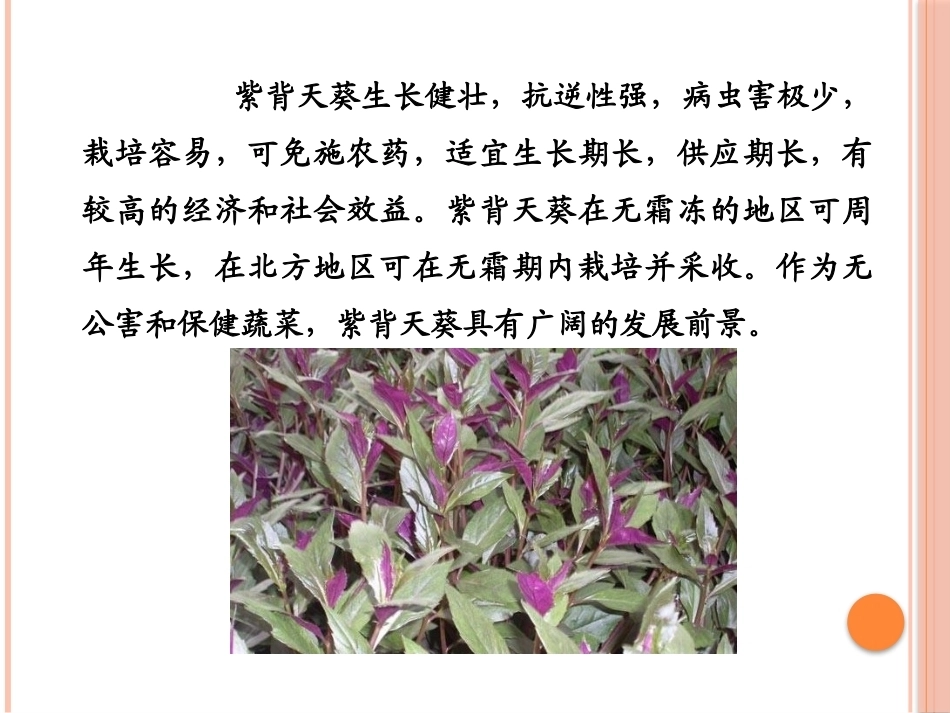 特种经济作物栽培技术微课版（第2版）：紫背天葵栽培技术PPT教学课件.pptx_第3页