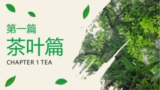 茶艺理论与实践：茶叶篇.pptx