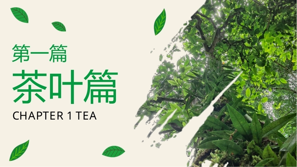 茶艺理论与实践：茶叶篇.pptx_第1页