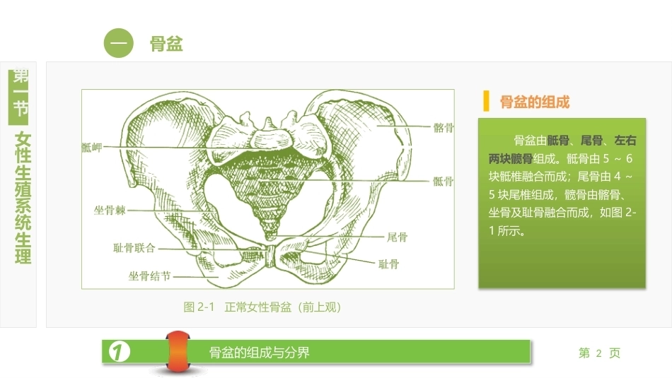 妇产科护理学：女性生殖系统解剖及生理PPT教学课件.pptx_第2页