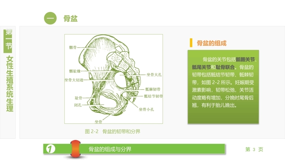 妇产科护理学：女性生殖系统解剖及生理PPT教学课件.pptx_第3页