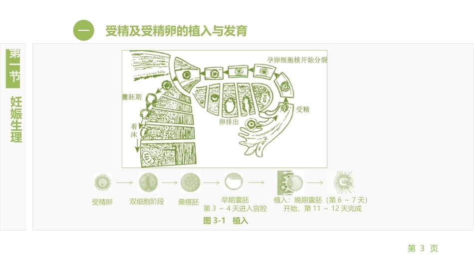 妇产科护理学：正常妊娠期孕妇的护理PPT教学课件.pptx_第3页