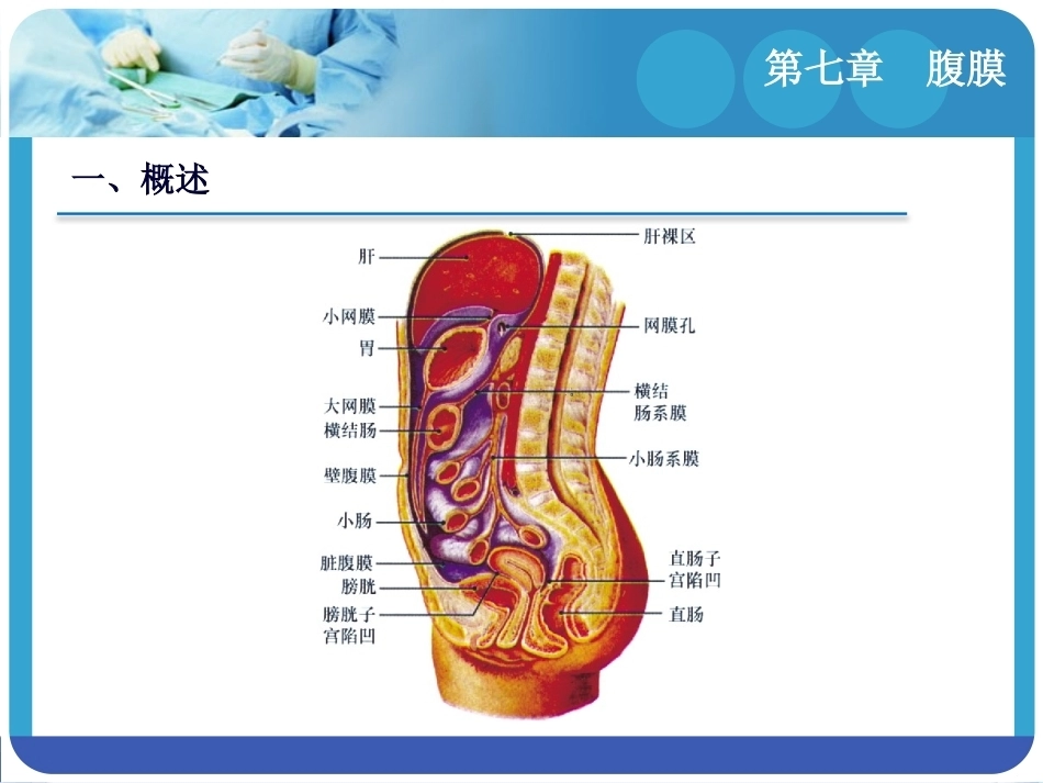 人体解剖学：腹膜PPT教学课件.pptx_第3页