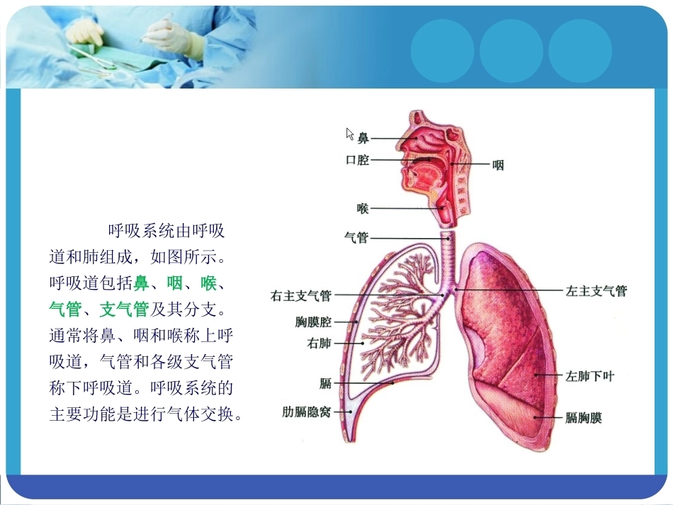 人体解剖学：呼吸系统PPT教学课件.pptx_第3页