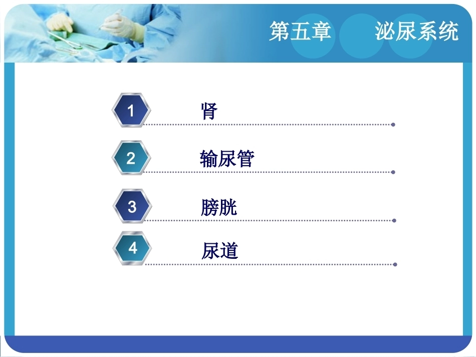 人体解剖学：泌尿系统PPT教学课件.pptx_第2页