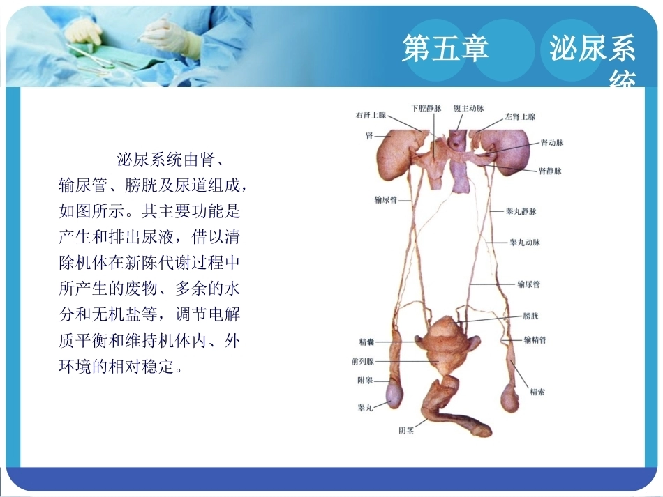 人体解剖学：泌尿系统PPT教学课件.pptx_第3页