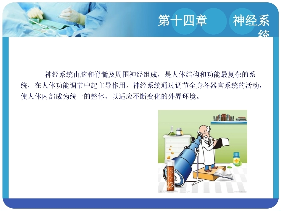 人体解剖学：神经系统PPT教学课件.pptx_第3页