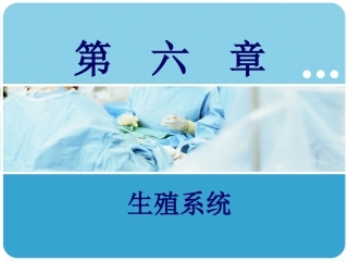 人体解剖学：生殖系统PPT教学课件.pptx