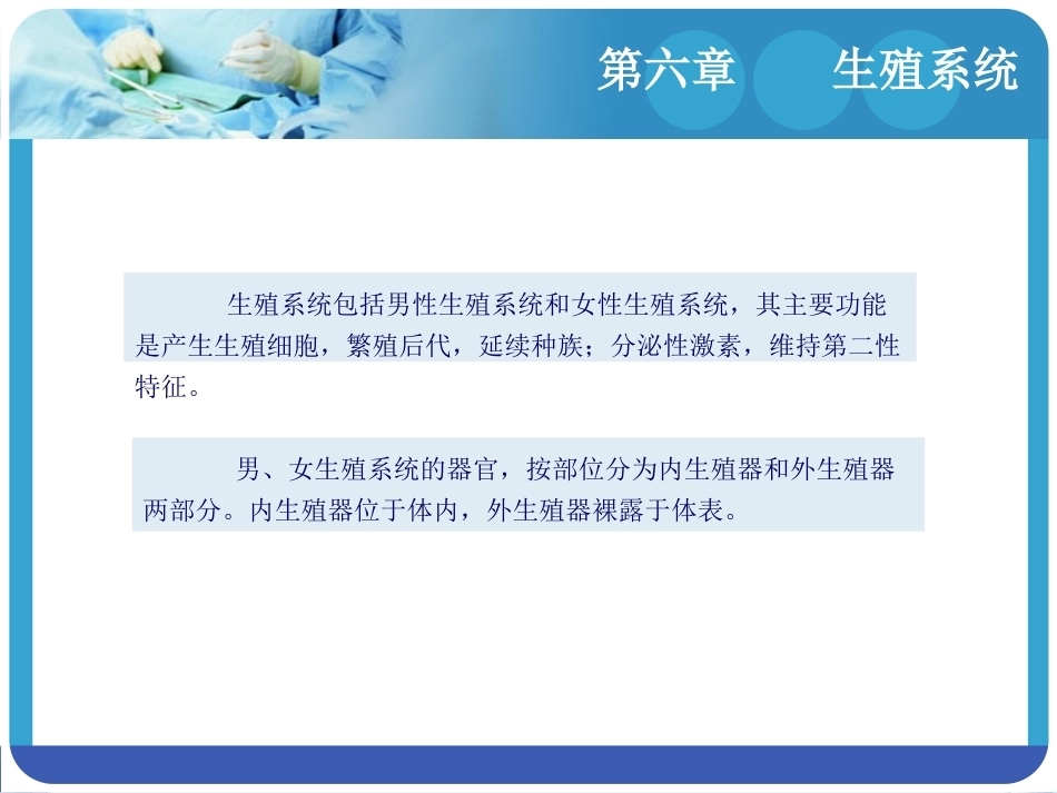 人体解剖学：生殖系统PPT教学课件.pptx_第3页