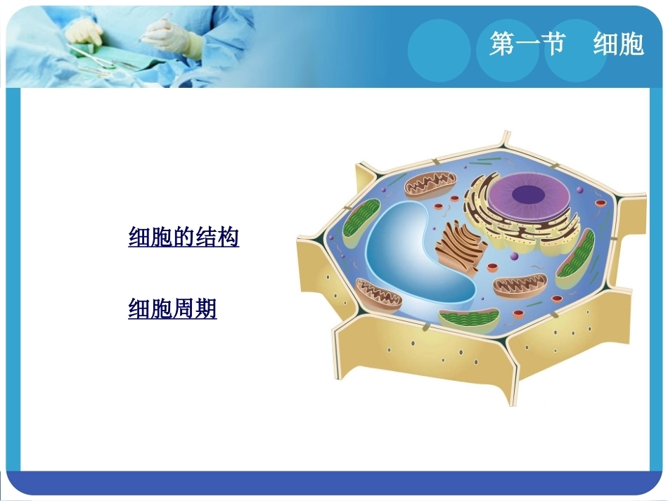 人体解剖学：细胞与基本组织PPT教学课件.pptx_第3页