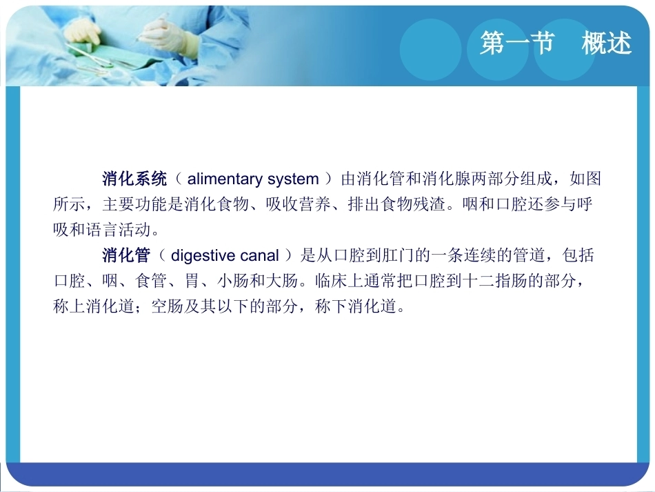人体解剖学：消化系统PPT教学课件.pptx_第3页