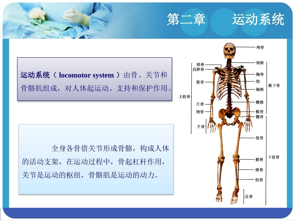 人体解剖学：运动系统PPT教学课件.pptx_第2页