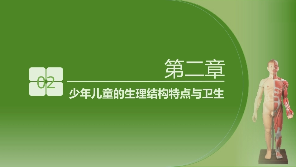 少年儿童健康与安全教育：少年儿童的生理结构特点与卫生PPT教学课件.pptx_第2页