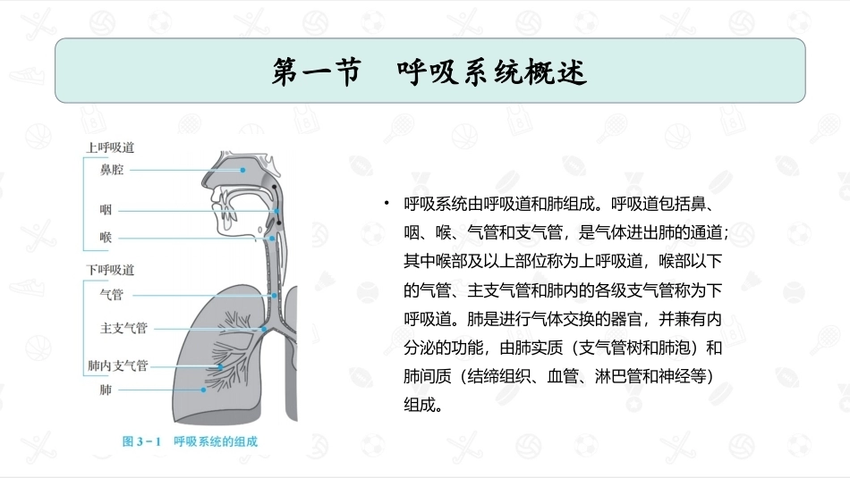 婴幼儿生理基础：呼吸系统PPT教学课件.pptx_第3页