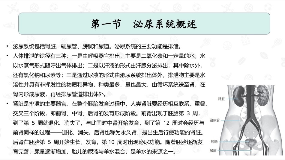 婴幼儿生理基础：泌尿系统PPT教学课件.pptx_第2页