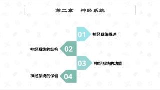 婴幼儿生理基础：神经系统PPT教学课件.pptx