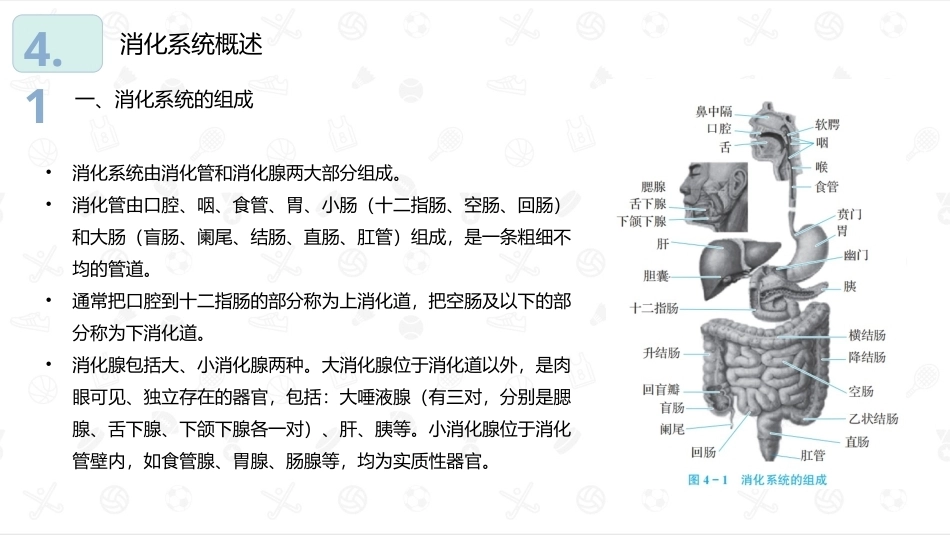 婴幼儿生理基础：消化系统PPT教学课件.pptx_第3页