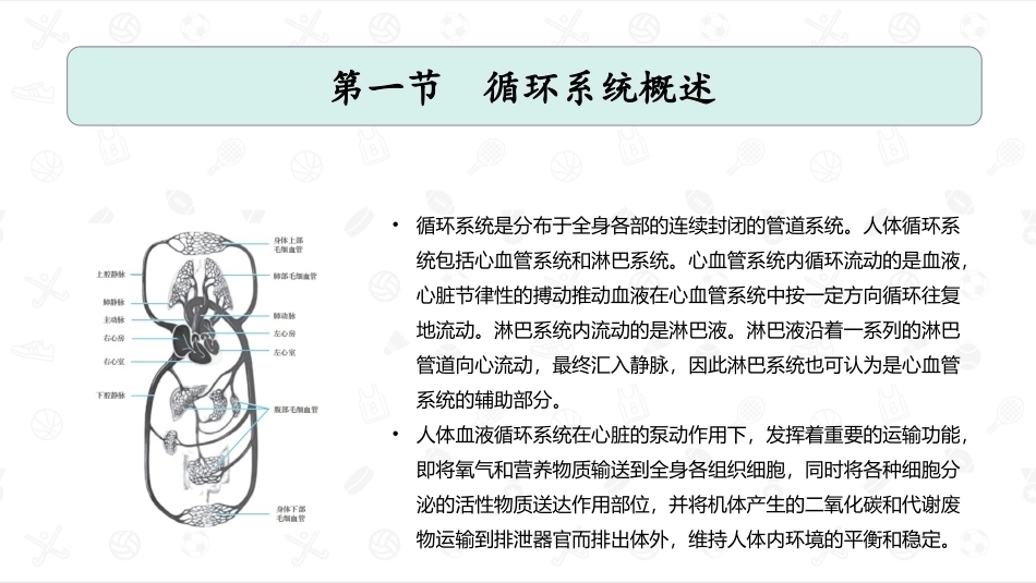 婴幼儿生理基础：循环系统PPT教学课件.pptx_第2页