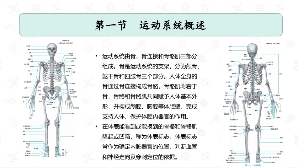 婴幼儿生理基础：运动系统PPT教学课件.pptx_第2页