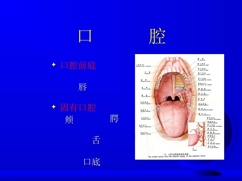 《口腔医学》全册配套教学课件5.ppt_第3页
