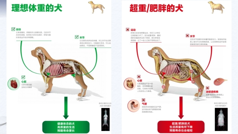 宠物营养与食品：项目4宠物营养配餐PPT教学课件.pptx_第2页