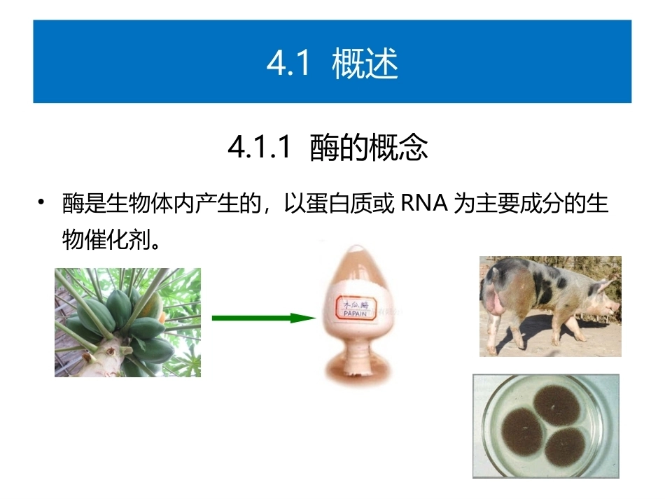 食品生物化学第5版：项目4酶与食品加工PPT教学课件.pptx_第2页