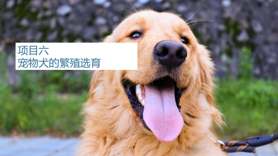 宠物饲养：宠物犬的繁殖选育PPT教学课件.pptx_第1页