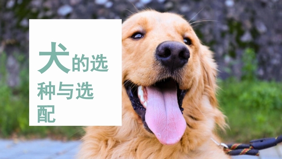 宠物饲养：宠物犬的繁殖选育PPT教学课件.pptx_第2页