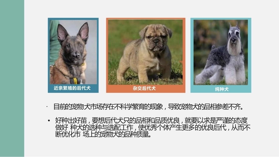 宠物饲养：宠物犬的繁殖选育PPT教学课件.pptx_第3页