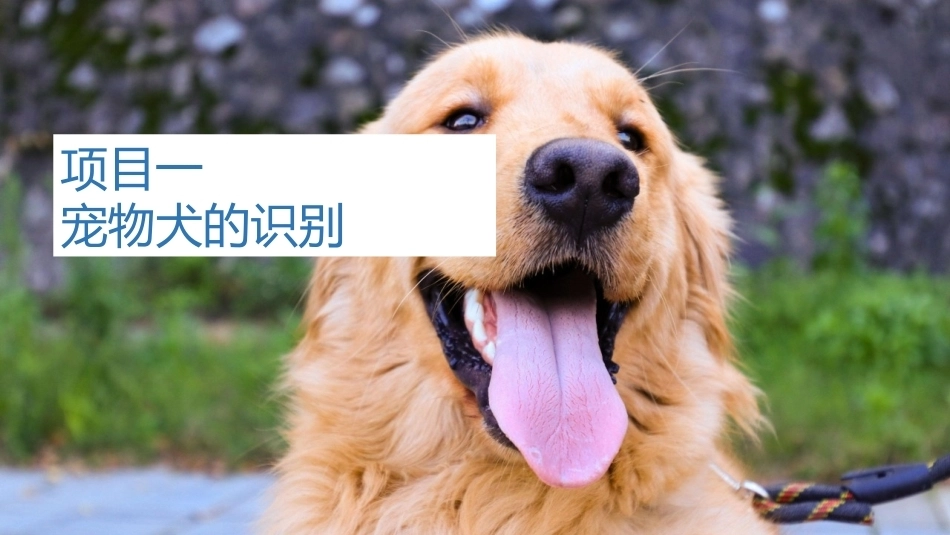 宠物饲养：宠物犬的识别PPT教学课件.pptx_第1页