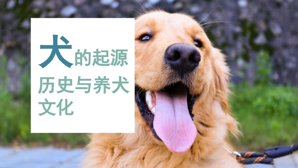 宠物饲养：宠物犬的识别PPT教学课件.pptx_第2页