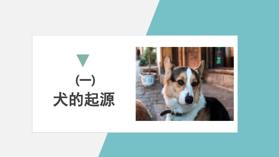 宠物饲养：宠物犬的识别PPT教学课件.pptx_第3页