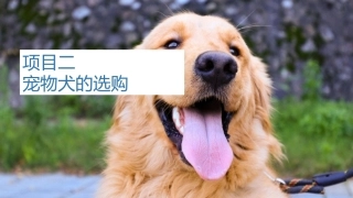 宠物饲养：宠物犬的选购PPT教学课件.pptx