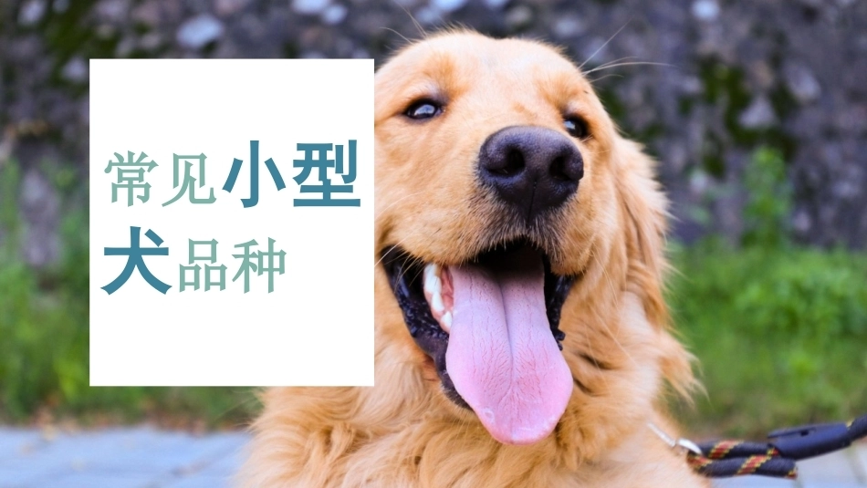 宠物饲养：宠物犬的选购PPT教学课件.pptx_第2页