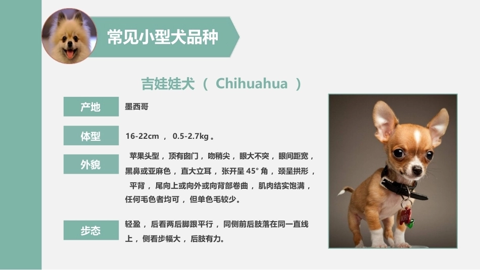 宠物饲养：宠物犬的选购PPT教学课件.pptx_第3页