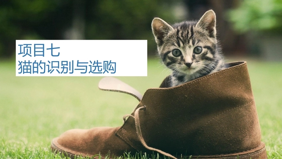 宠物饲养：猫的识别与选购PPT教学课件.pptx_第1页