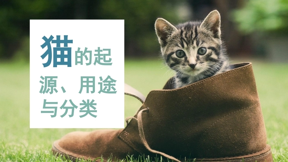 宠物饲养：猫的识别与选购PPT教学课件.pptx_第2页