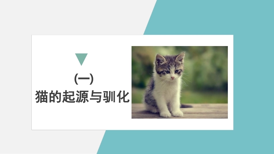 宠物饲养：猫的识别与选购PPT教学课件.pptx_第3页