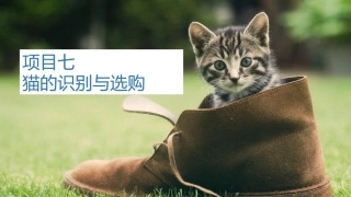 宠物饲养：猫的识别与选购PPT教学课件.pptx